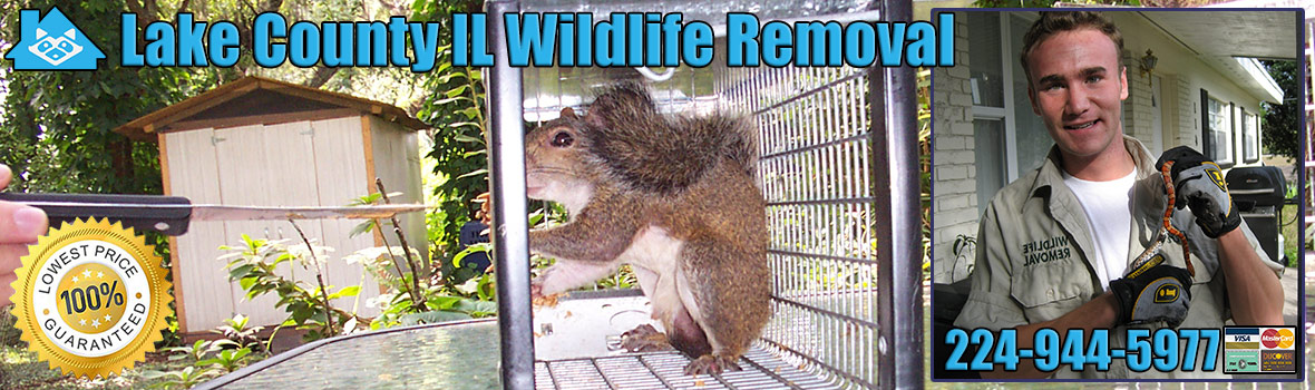 Lake County Animal Removal, Wildlife Control, Critter Trapping Illinois
